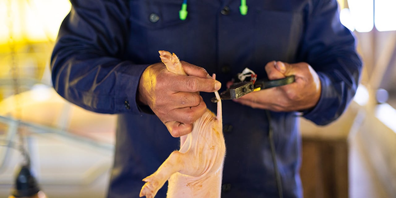 A piglet in a factory farm, having its tail cut