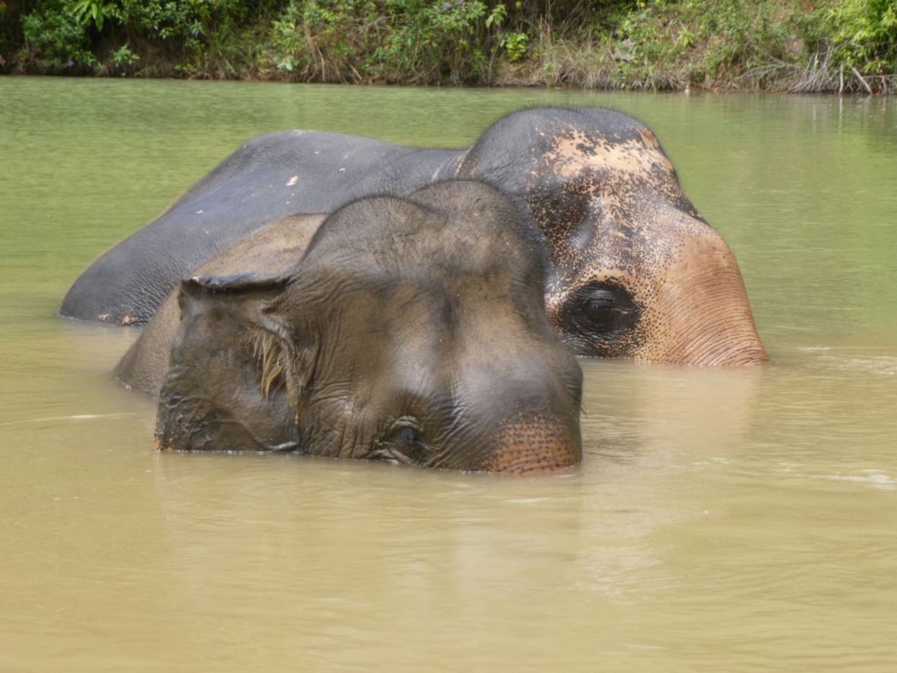 To elefanter i den thailandske elefantlejr Following Giants, som vi har hjulpet med at blive elefantvenlig.