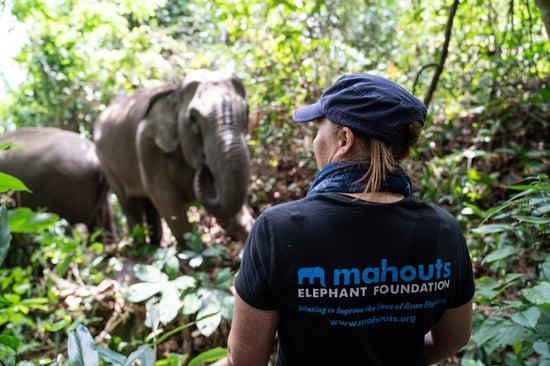 Mahout Elephant Foundation