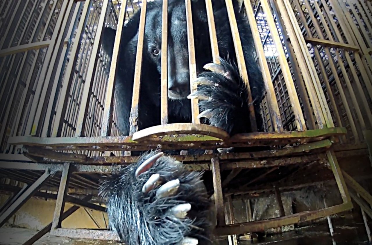 Bear in a bear bile facility