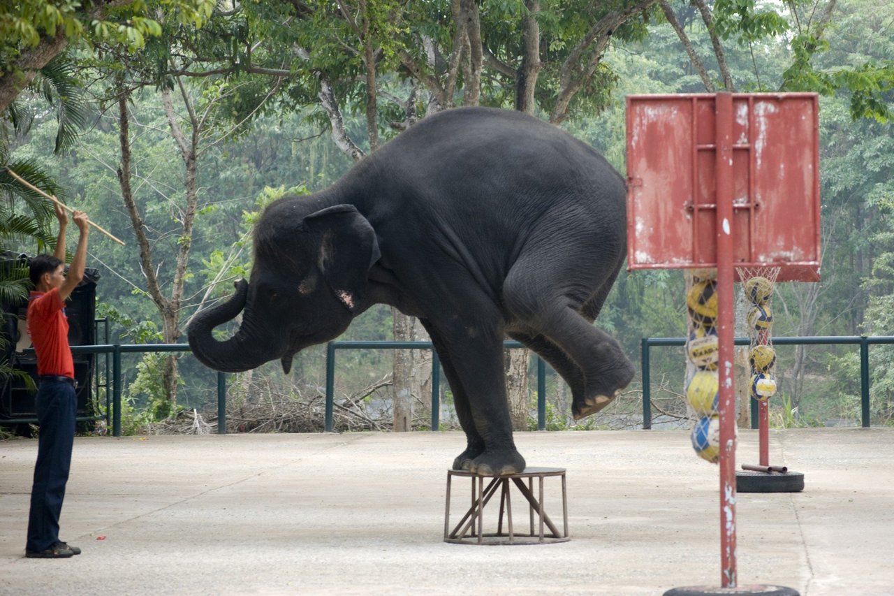 A mahout steers an elephant in a show at a zoo in Thailand