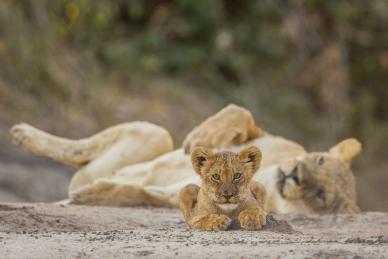 Lions in the wild