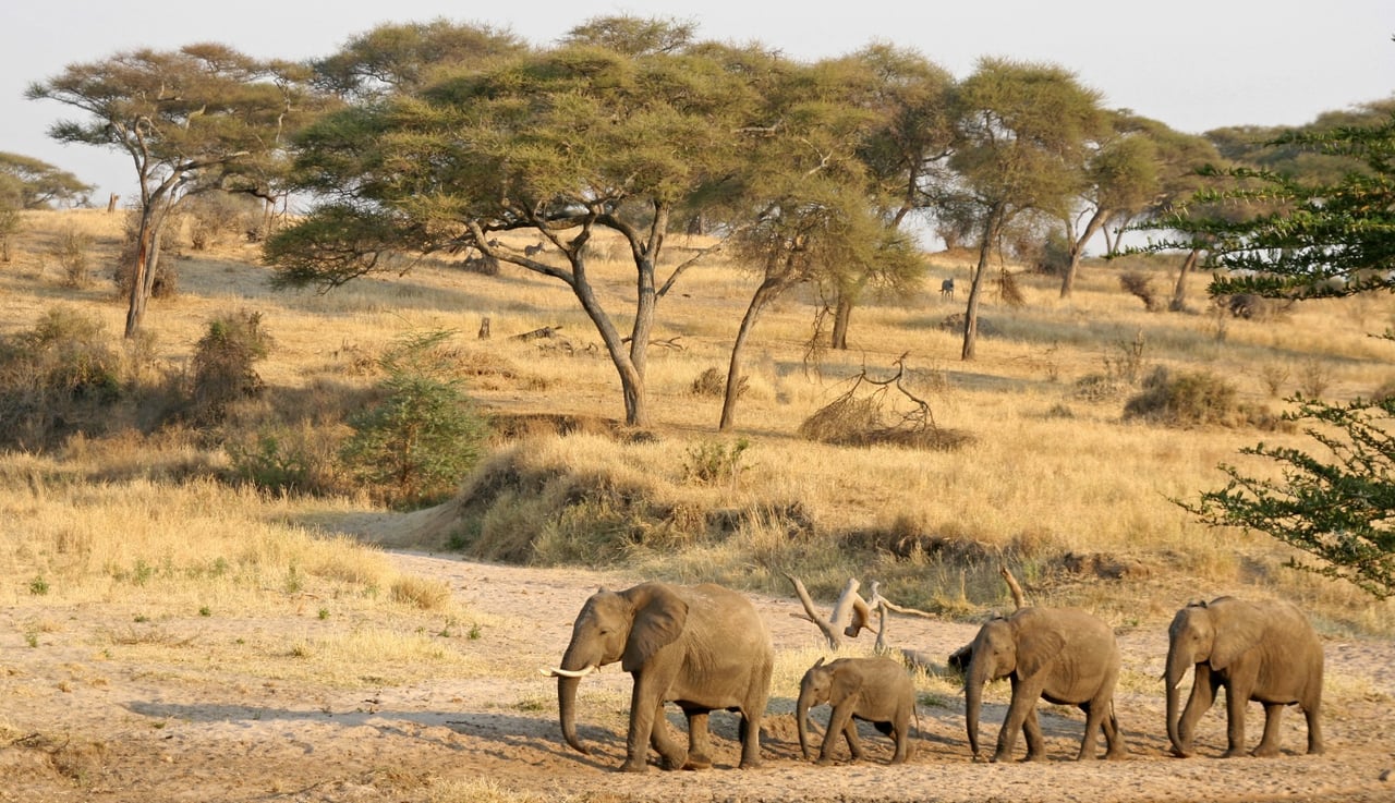 A family of elephants in Tarangire National Park, Tanzania