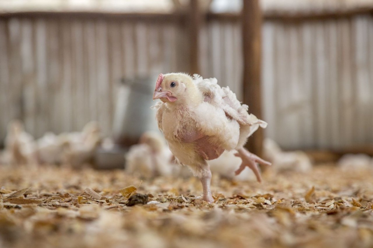 9 day old broiler (meat) chickens in an indoor, deep-litter system typical of independent farms in East Africa.