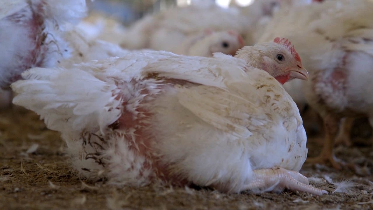 Chicken factory farm from South Australia