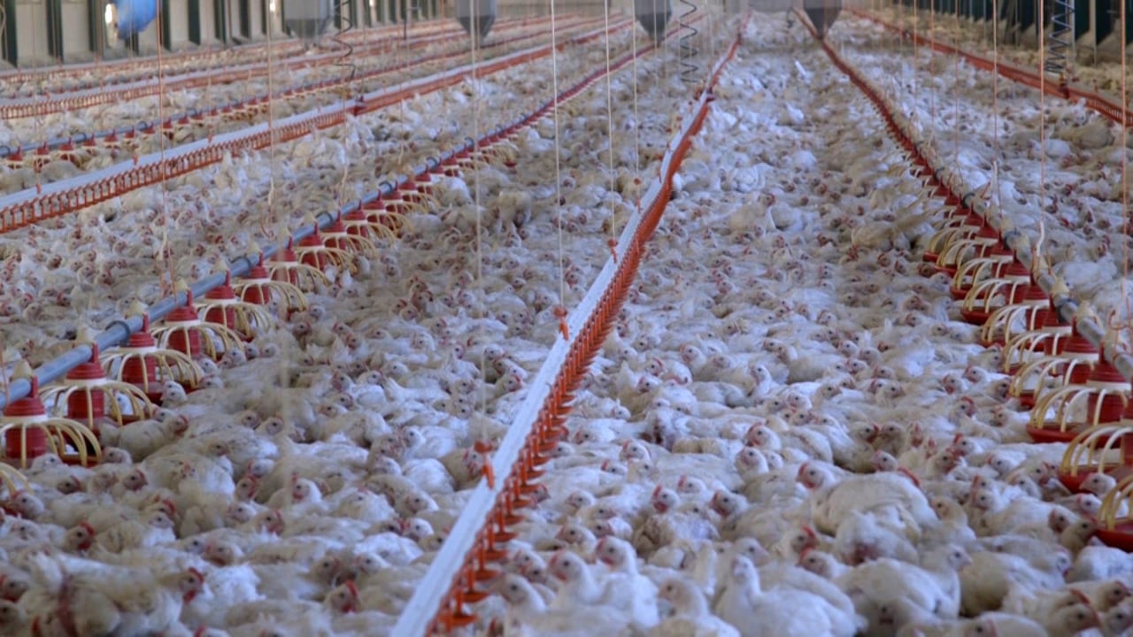 32 day old broiler meat chickens in a commercial indoor system