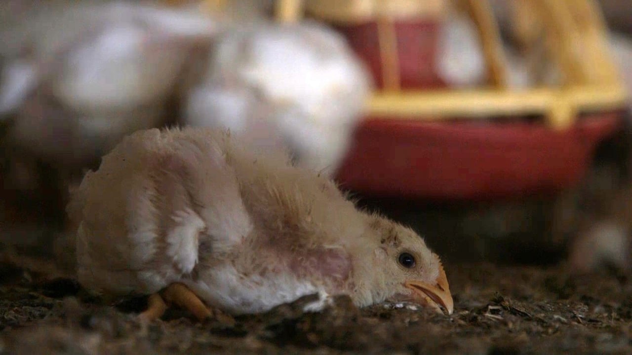 Chicken factory farm from South Australia