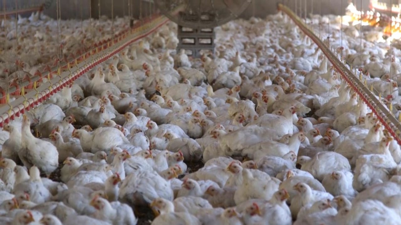 World Animal Protection - The Pecking Order - Chickens in a factory farm
