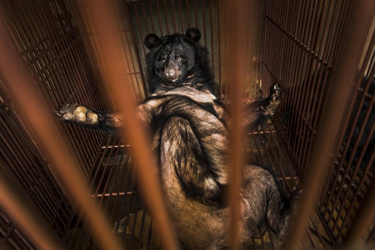 Bear on a farm in Vietnam with fur loss, possible due to stress - photo by Tim Gerard Baker for World Animal Protection