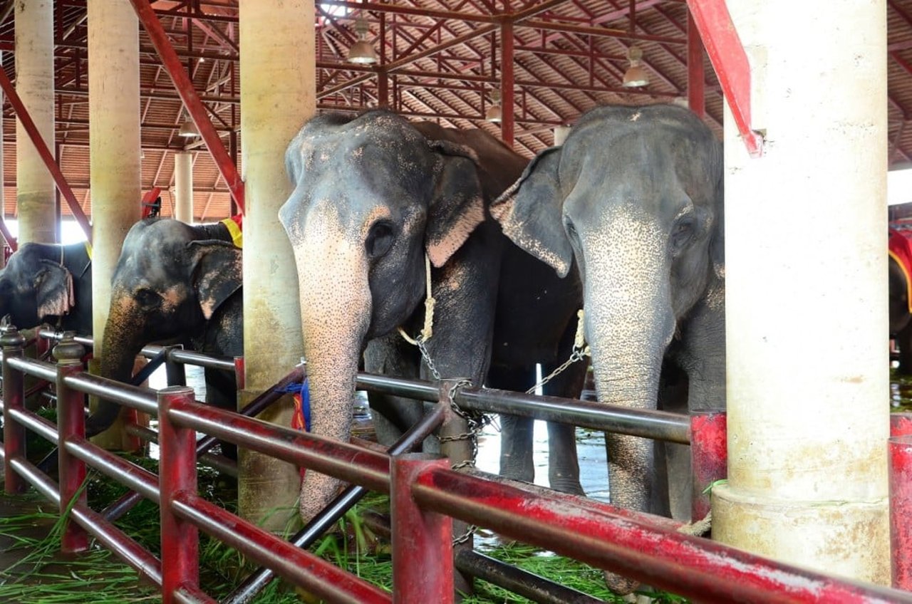 Elephants used for tourist entertainment