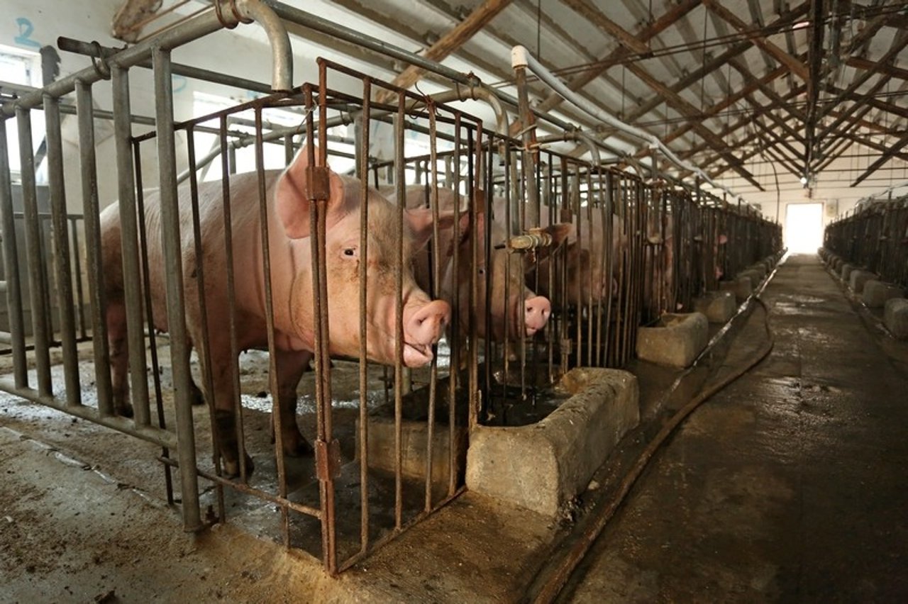 Um frango criado em sistema industrial intensivo, com claros sinais de crescimento acelerado