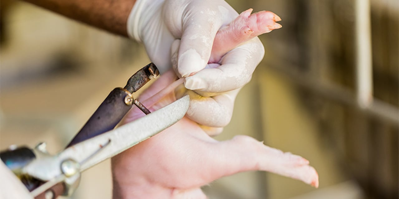 A pair of hot cauterised scissors held up to a piglet