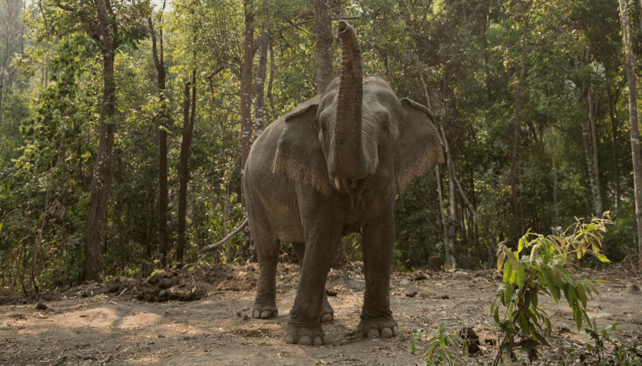 A new resident at our Happy Elephant Care Valley