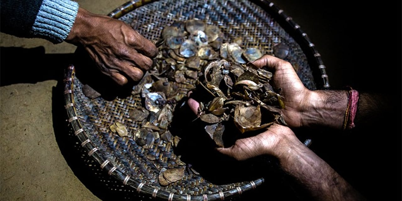 Pangolin scales ready to be sold into the wildlife market