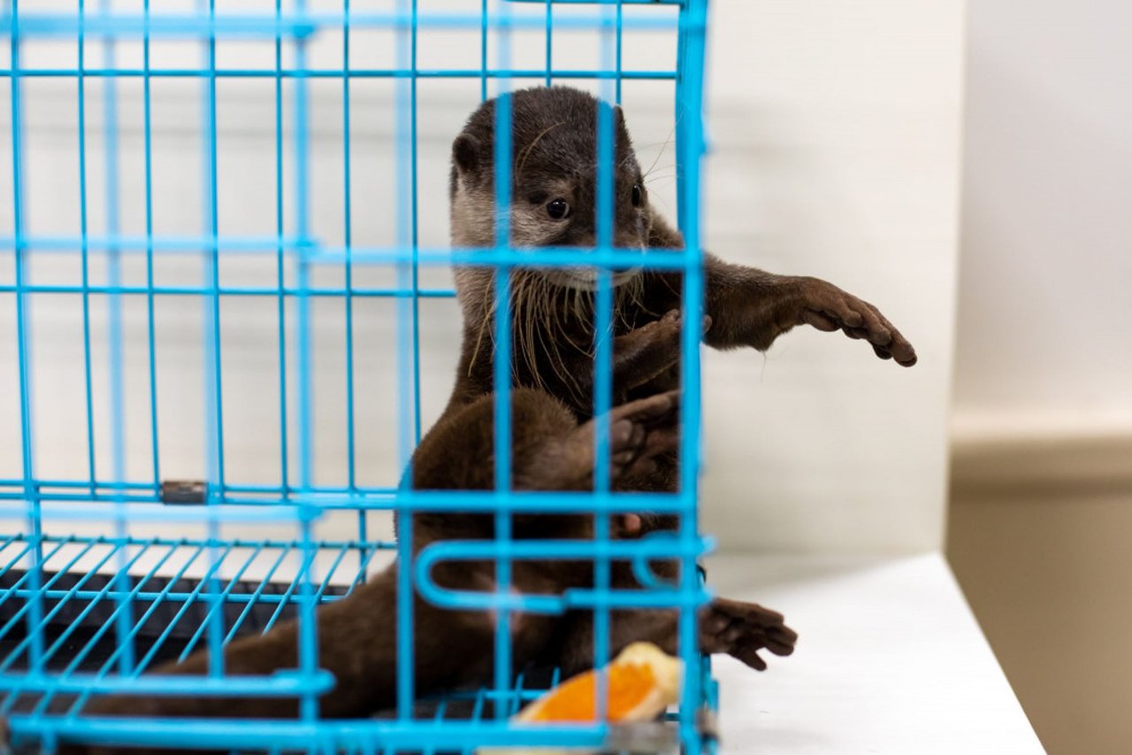 otter, ottergekte, ottercafé, japan