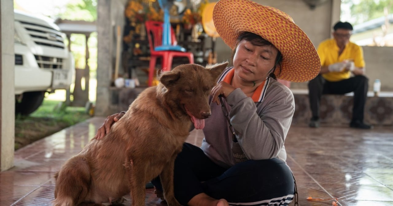 Dogs in Sisaket, Thailand