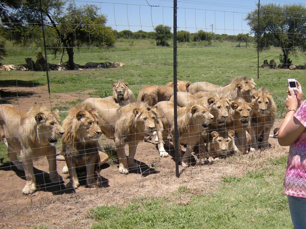 Pictured: Lions on a farm.