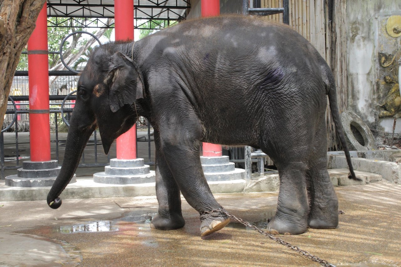 Elephant rides in Thailand