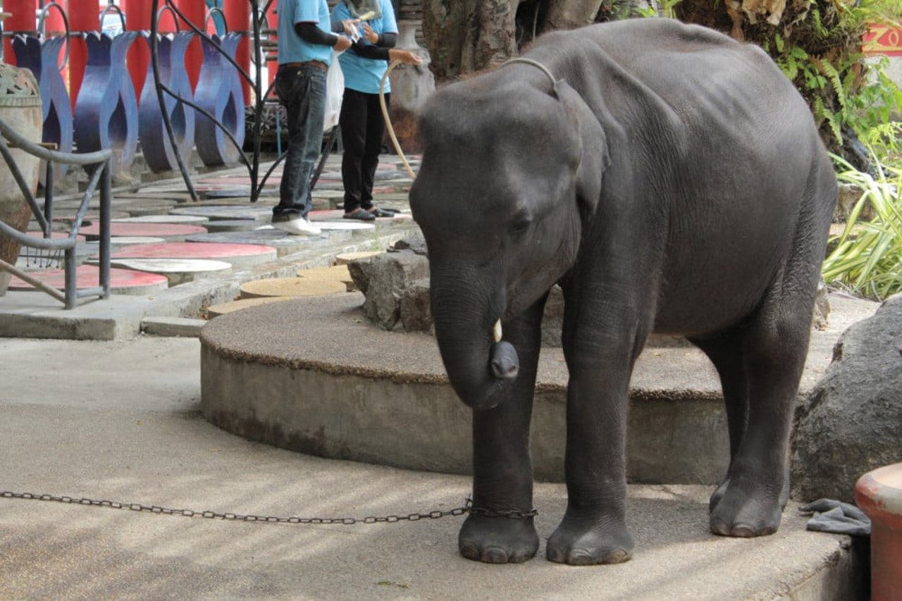 A baby elephant in Phuket zoo. Babies like this will have been subjected to the cruelty of 