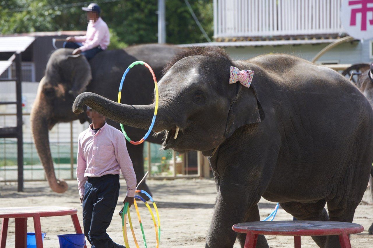 Elephant Entertainer