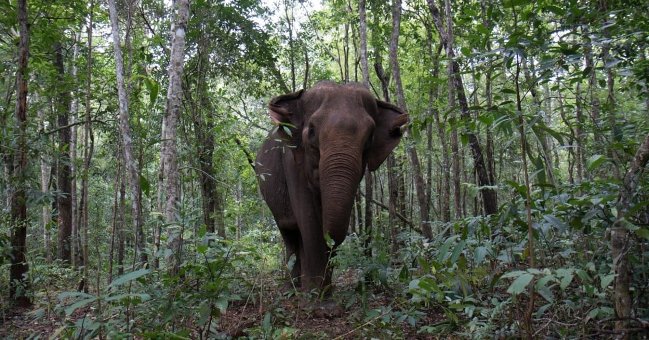 Elephant walking