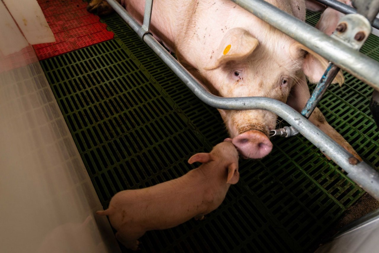 sow in a factory farming