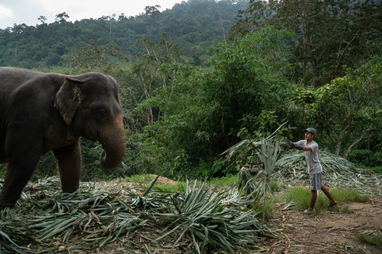 elephant eating