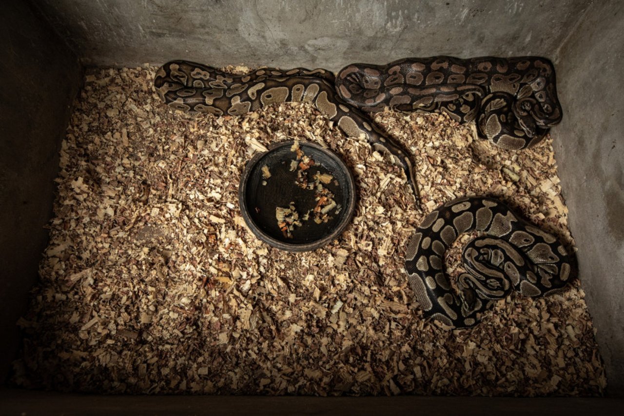 Bally python in a ranching facility in Ghana - photo by Aron Gekoski for World Animal Protection