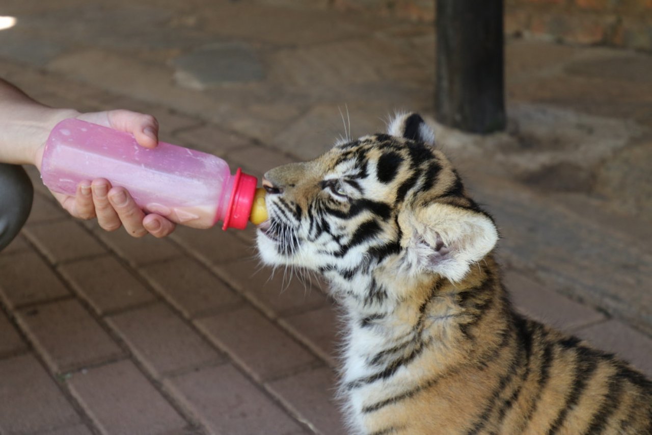 Tiger i fångenskap matas 