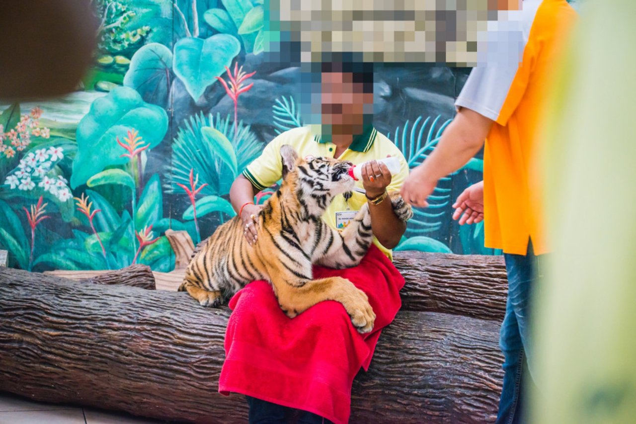 Tiger fed by tourist