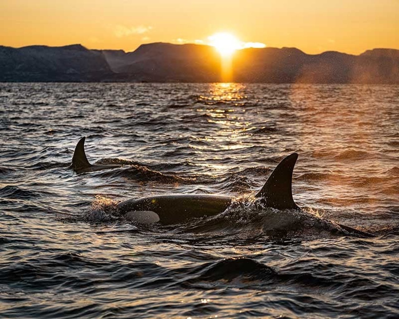 Orcas off the coast of Scotland