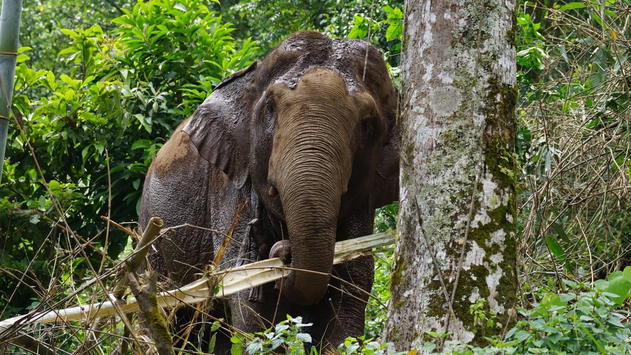 Elefanten Ya Bu nyder livet i elefantreservatet Mahouts Elephant Foundation