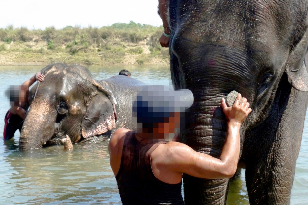 An elephant used for riding and bathing with tourists, Chitwan, Nepal - World Animal Protection