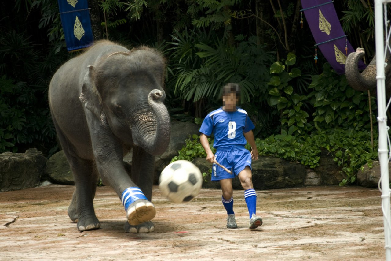 elephant_bill_elephant_football