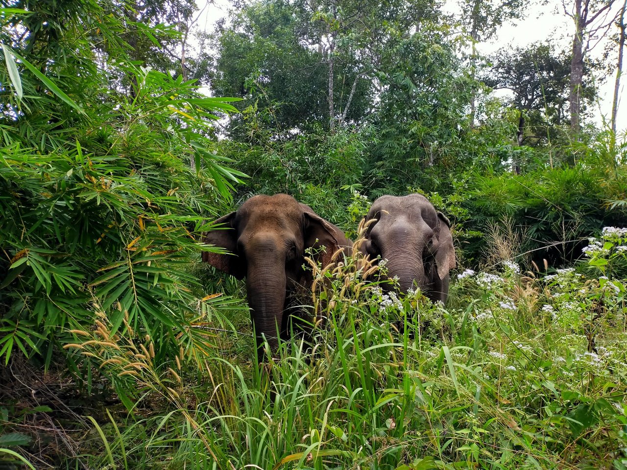 Elephants Gee Chreng and Ning Wan at Elephant Valley Project. 