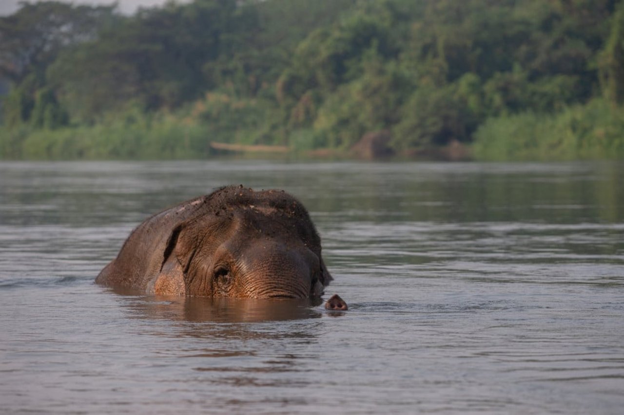 An elephant swimming in the river
