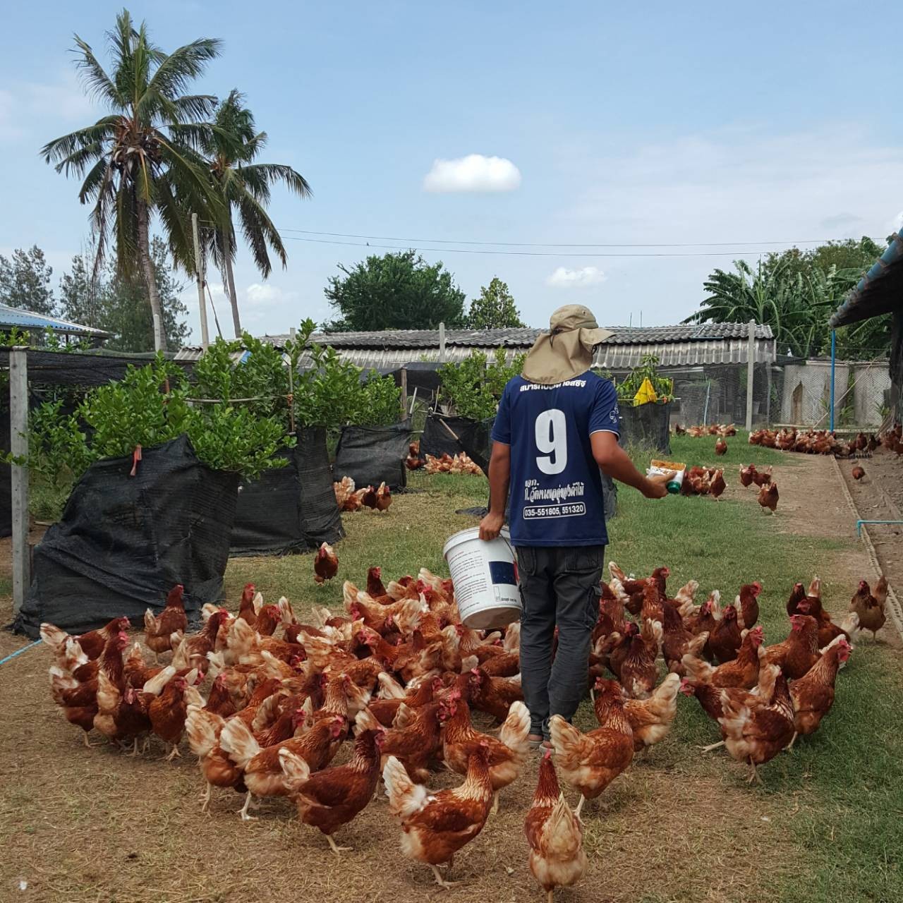 Tongsiri Farm