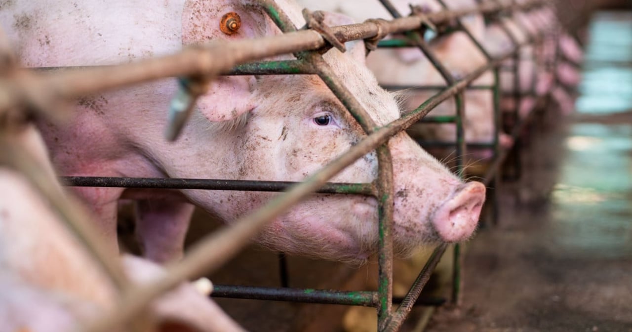 A pig in an industrial farm