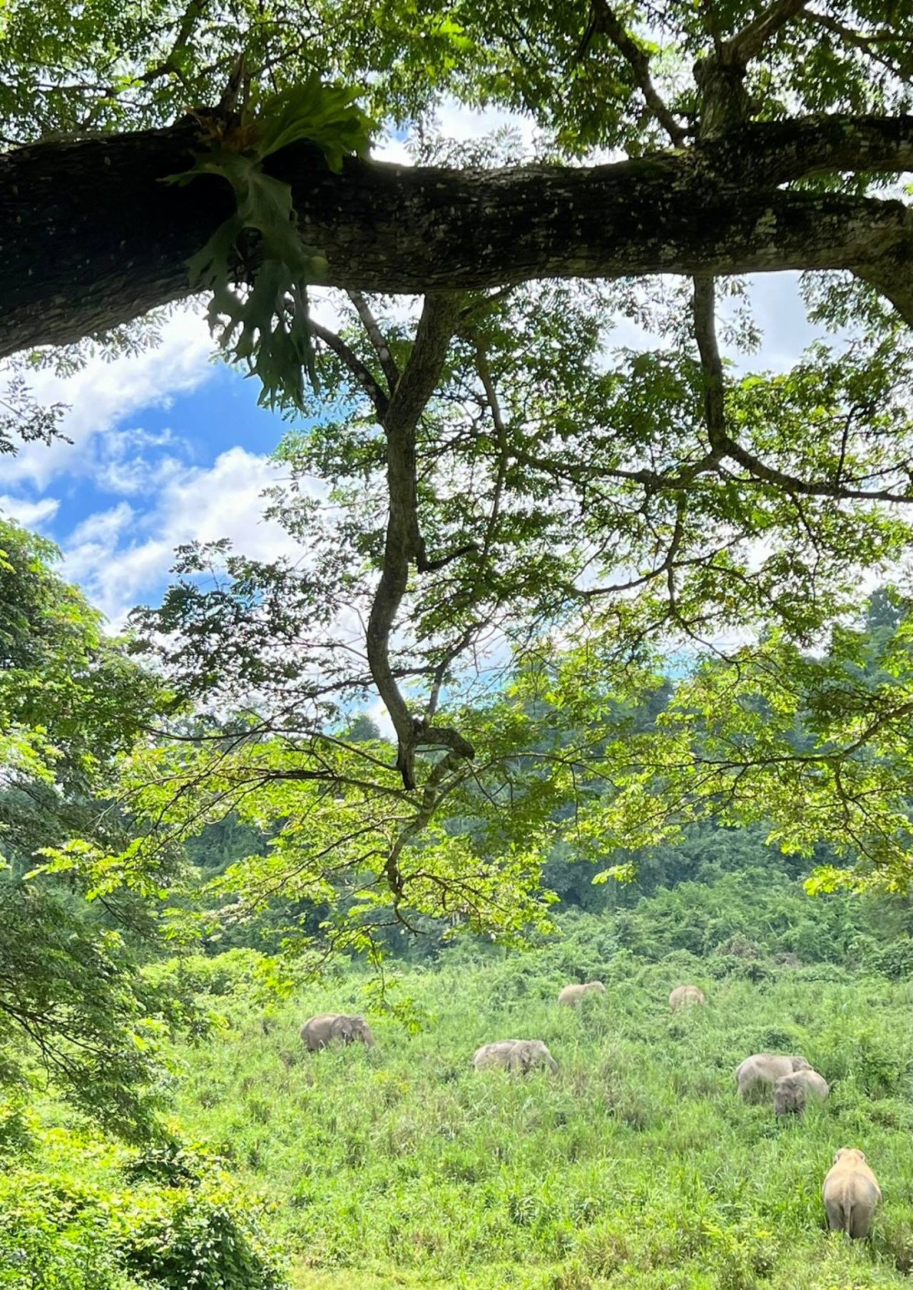 Boon Lott’s Elephant Sanctuary (BLES) หรือศูนย์บริบาลช้างบุญรอด