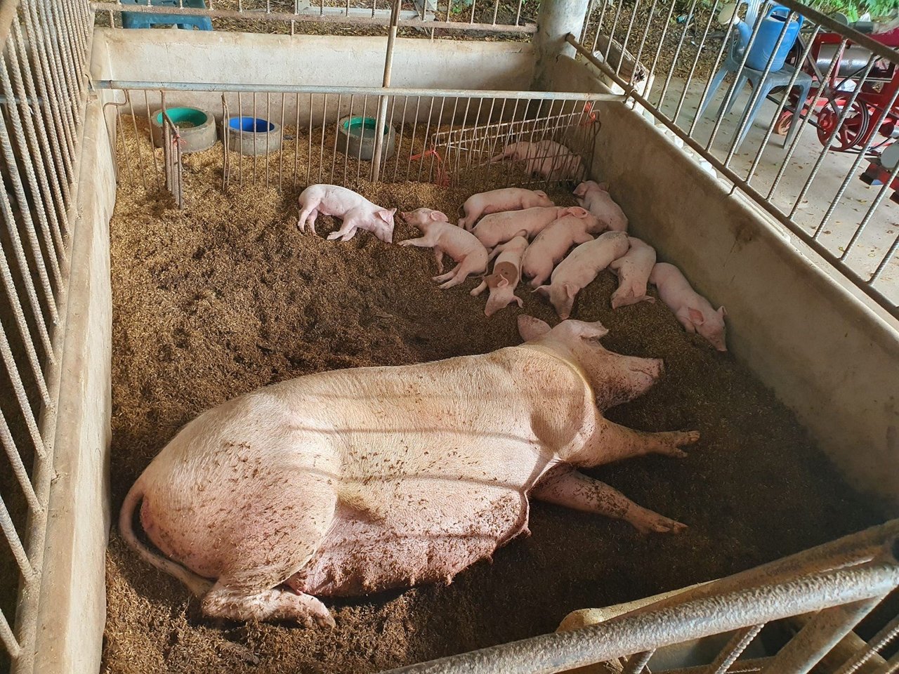 G-pork farm