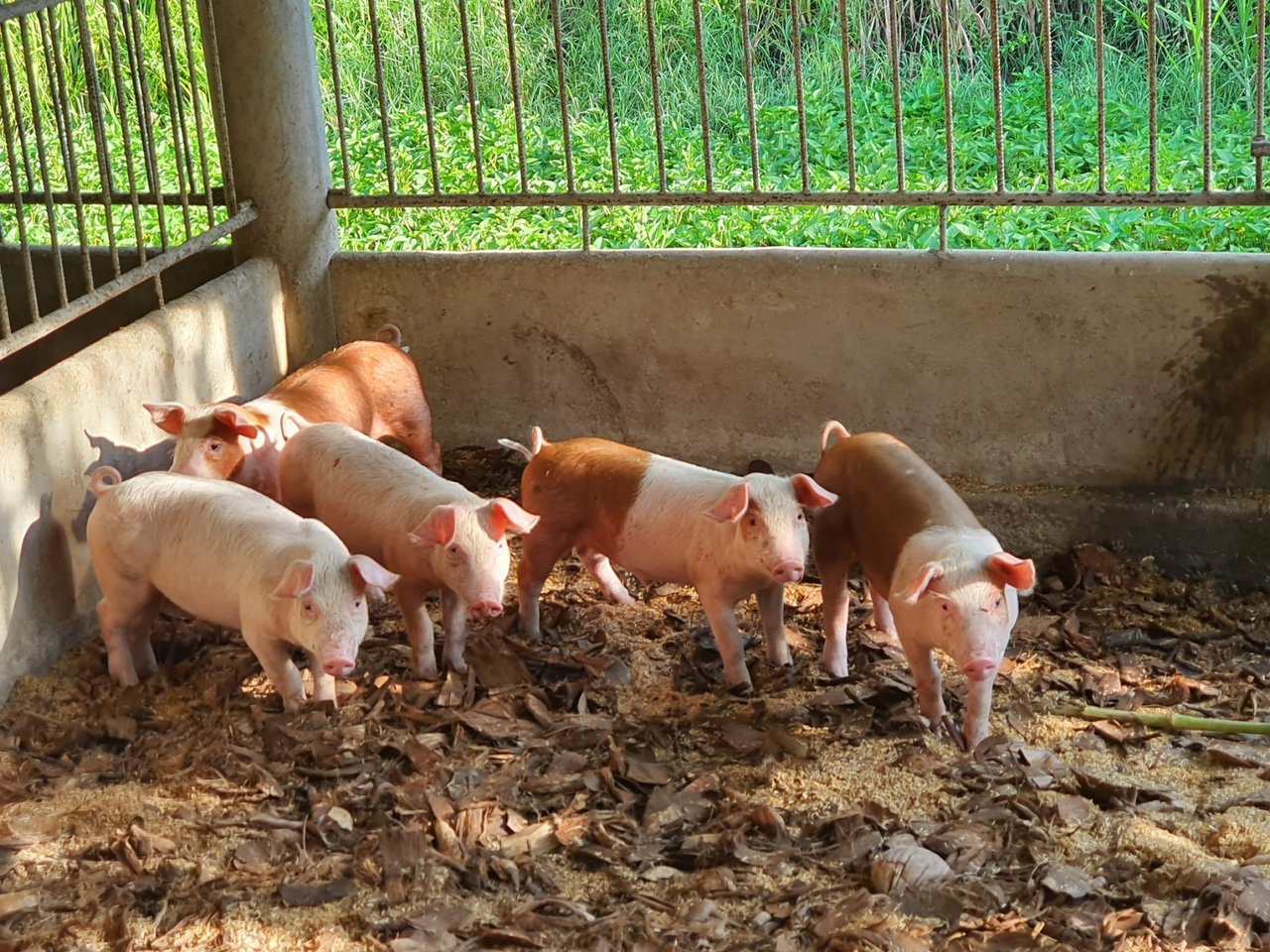 G-pork farm