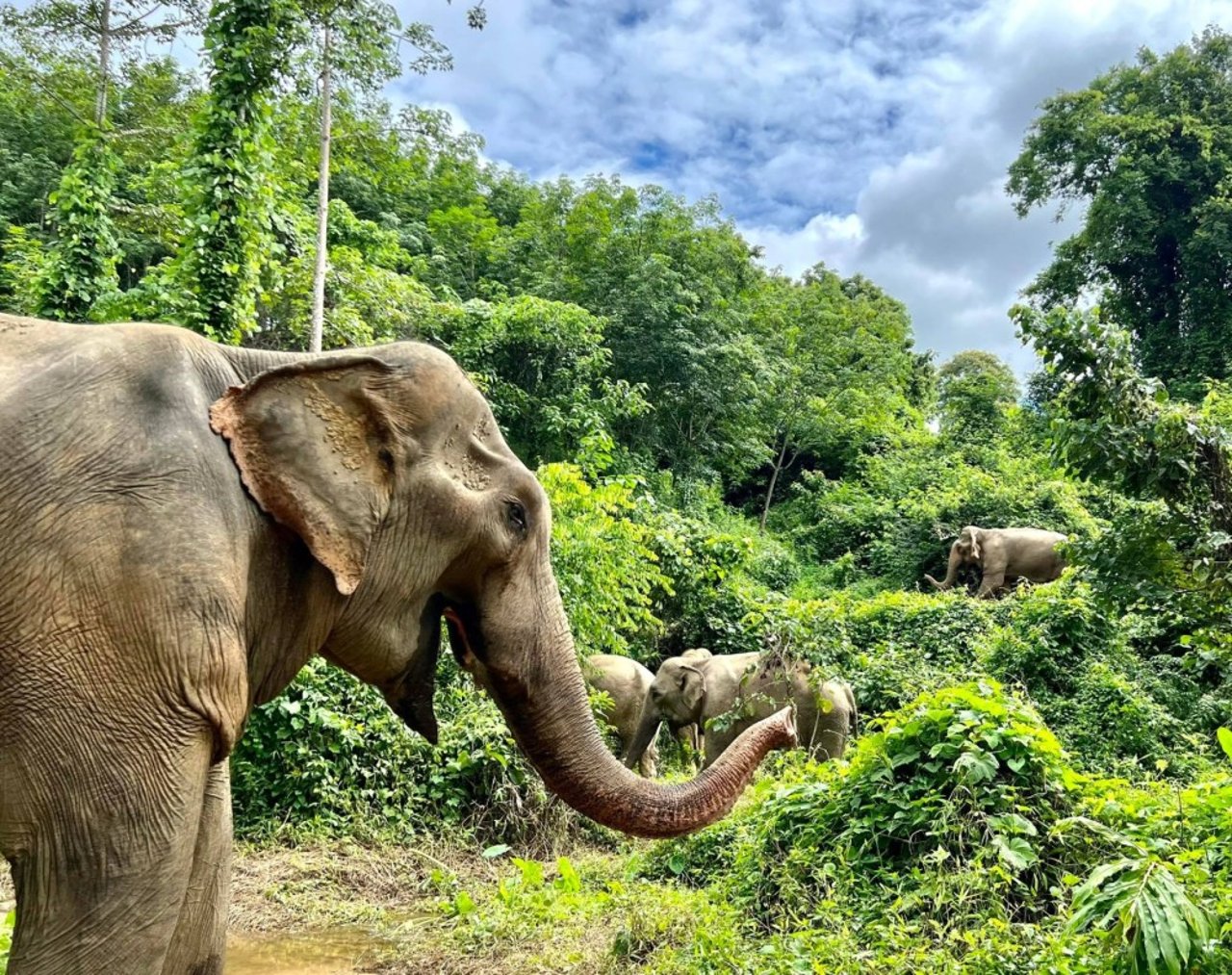 Boon Lott’s Elephant Sanctuary (BLES) หรือศูนย์บริบาลช้างบุญรอด
