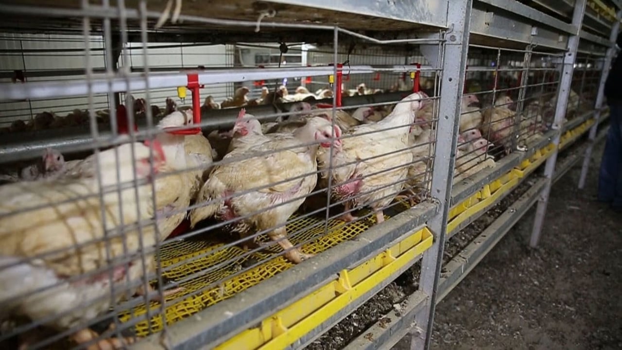 38 day old broiler (meat) chickens in caged systems