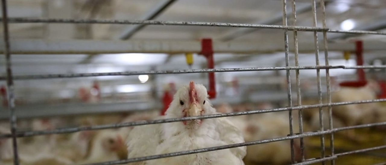 43 Day old caged meat chicken