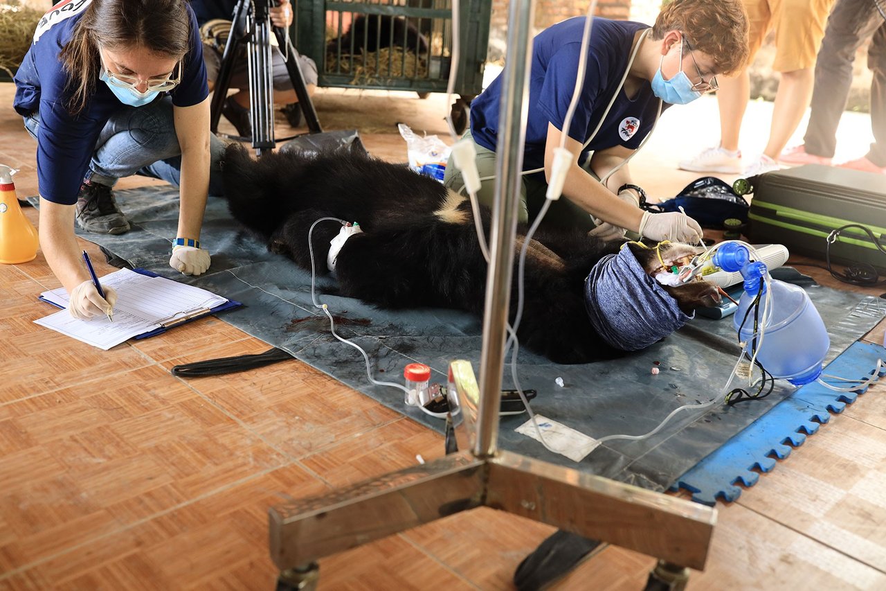Nine bears rescued in Vietnam 01