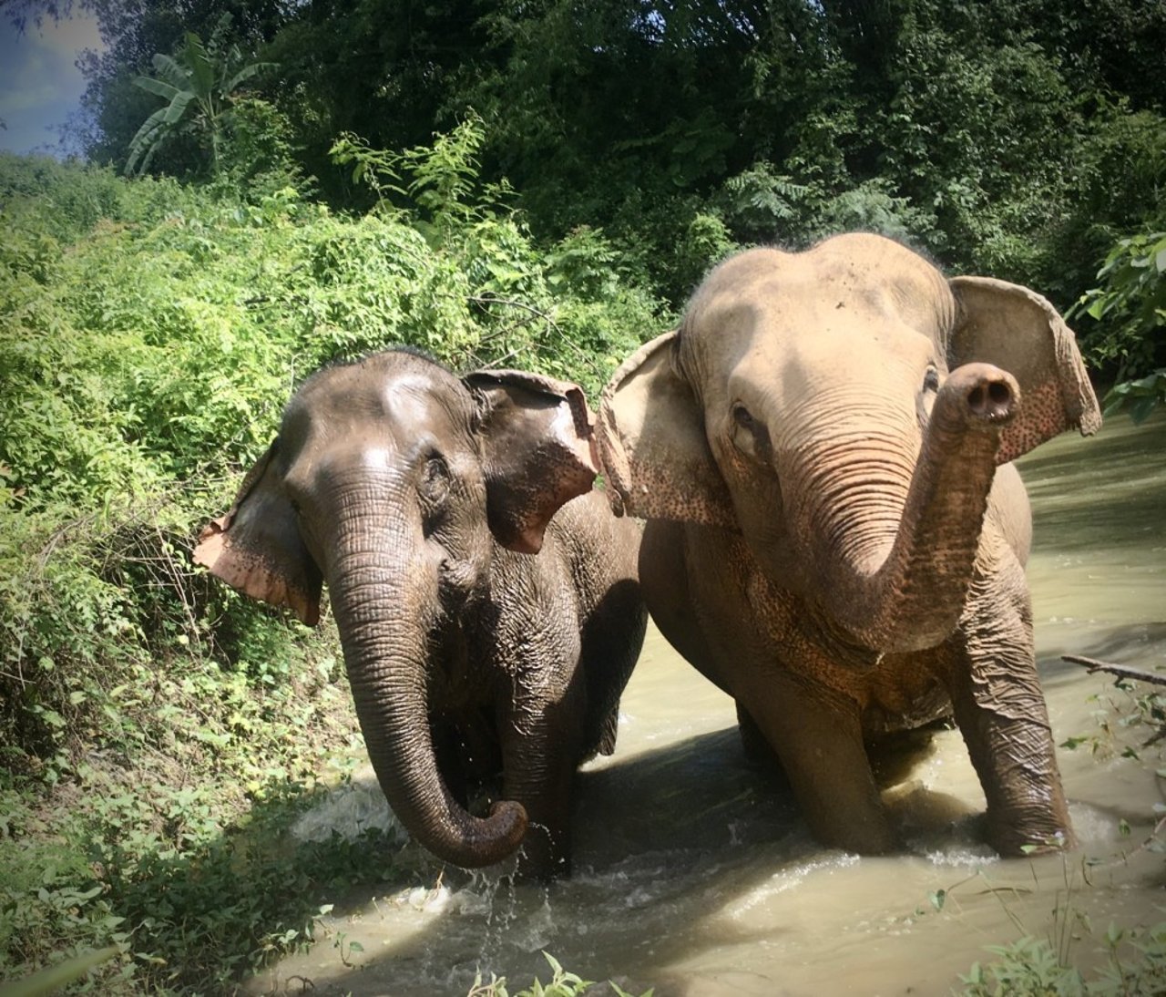 Boon Lott’s Elephant Sanctuary (BLES) หรือศูนย์บริบาลช้างบุญรอด