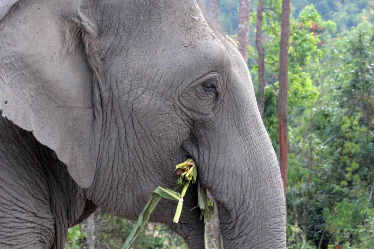 an_elephant_grazing_at_changchill