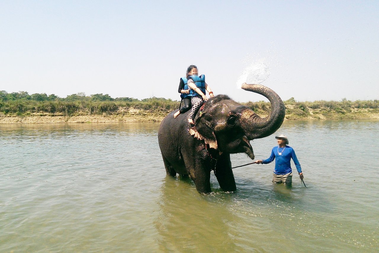 An elephant used for riding and bathing with tourists, Chitwan, Nepal - World Animal Protection