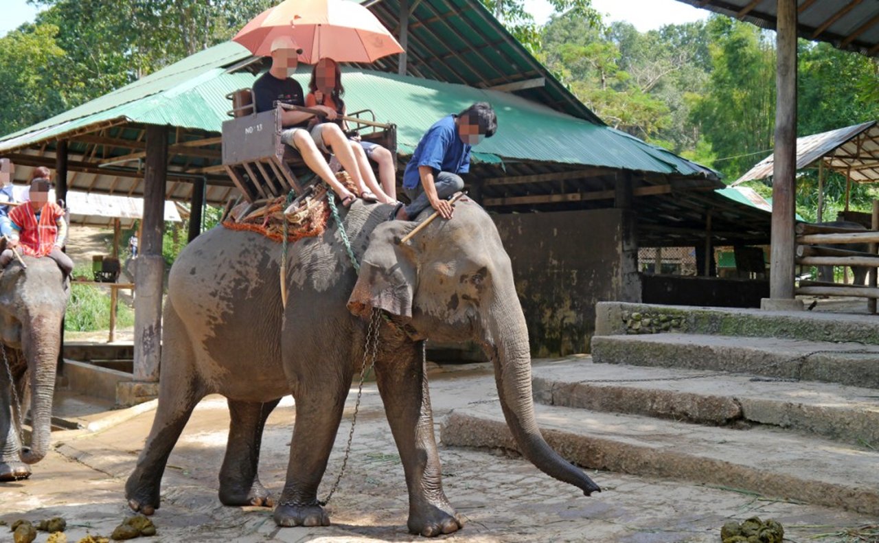 asian_elephant_being_ridden_blurred_1200x750