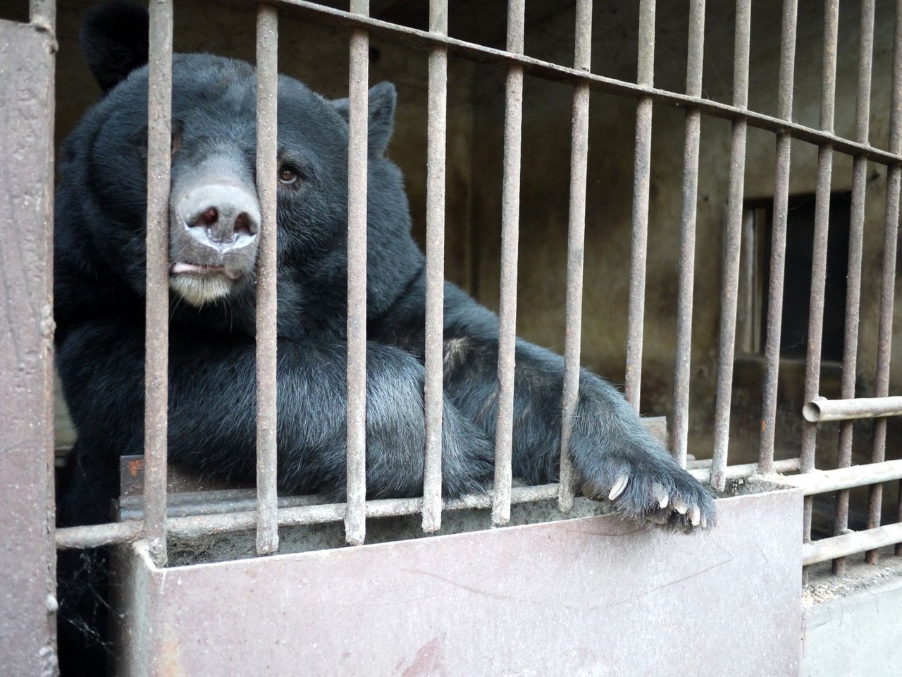 asiatic_black_bear_in_south_korea